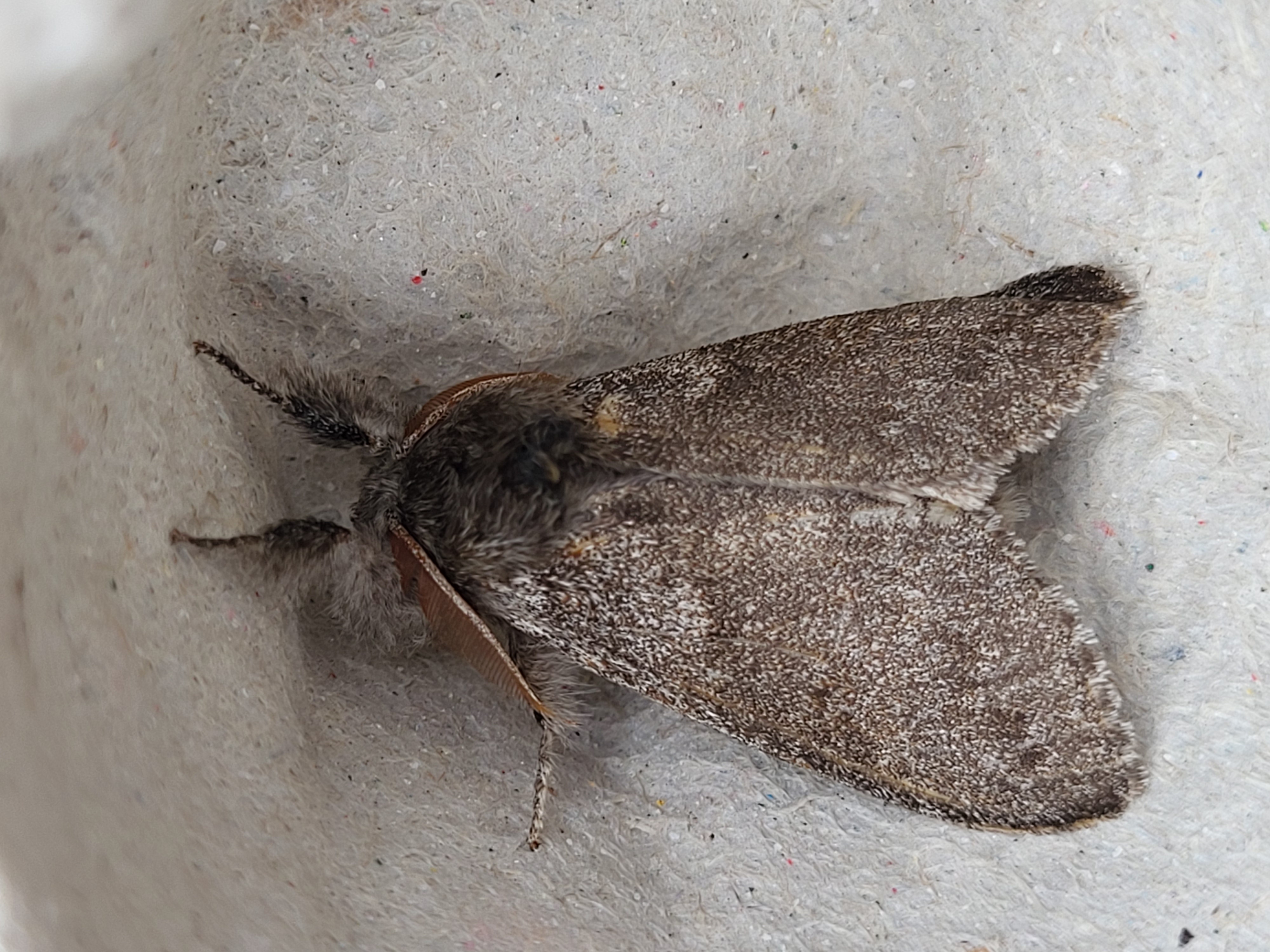 Photo of Pale Tussock (Calliteara pudibunda)